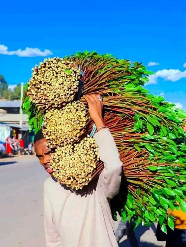 Harageetti Jimaaf gabaan bilisaa dhibuun Ummatichi akka beelaan dhumuuf jedhame